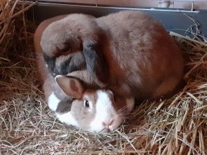 rabbits and guinea pigs