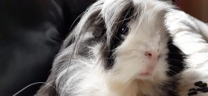rabbits and guinea pigs