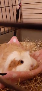 rabbits and guinea pigs