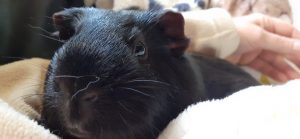 rabbits and guinea pigs