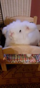 rabbits and guinea pigs