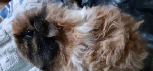 rabbits and guinea pigs