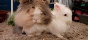 rabbits and guinea pigs